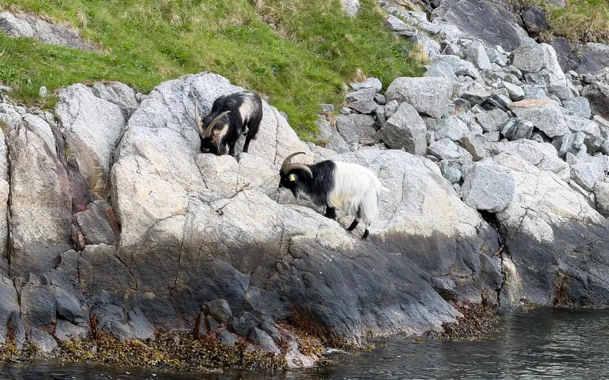 Two goats standing on pale rocks at the edge of the water